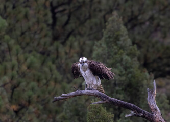 Colorado Osprey