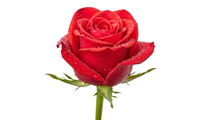 Crimson Rose in Bloom: A close-up view of a vibrant red rose, its petals delicately adorned with dewdrops, a symbol of love and beauty. 