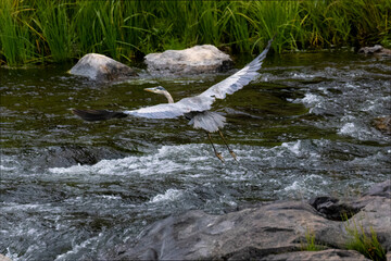 Great Blue Heron