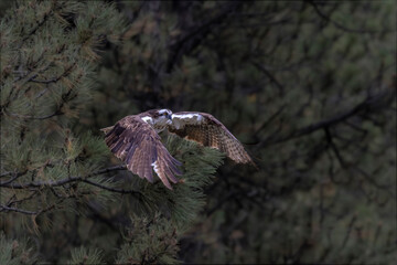 Colorado Osprey