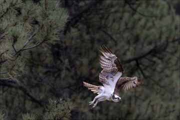 Colorado Osprey