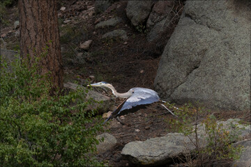 Great Blue Heron
