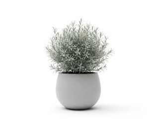 A small potted plant with green leaves in a white ceramic pot isolated on white background