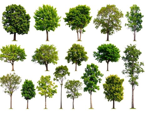 Assorted trees with green leaves, different shapes and sizes, on a white backdrop forming a collage