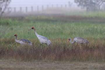  brolga (Antigone rubicunda) Queensland, Australia