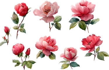 pink roses isolated on white