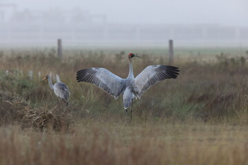  brolga (Antigone rubicunda) Queensland, Australia