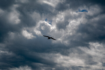 Seagull flying against a dramatic autumn sky, capturing the mood of nature and seasonal change.