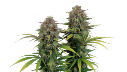 Plant with Large Buds and Green Leaves flowers isolated on a transparent background