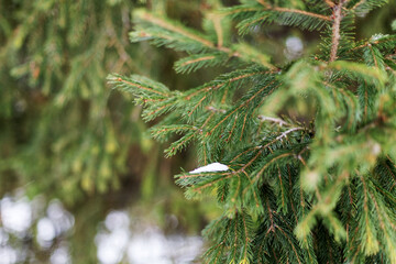 Close-up of green spruce branch against blurred winter background. Shallow focus.