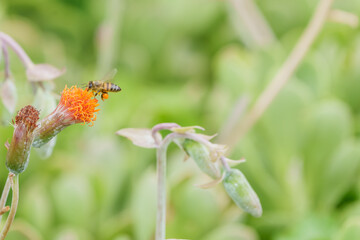 Honey bee or apis in flight approaching orange wildflower with collected pollen attached to hind...