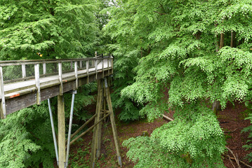 Baumwipfelpfad auf R&uuml;gen 
