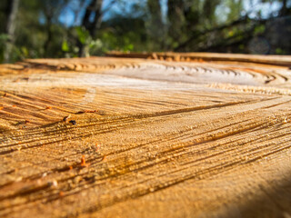 Saw marks after a tree felling