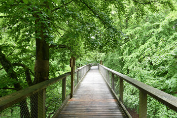 Baumwipfelpfad auf R&uuml;gen 