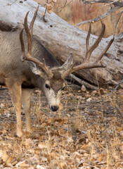 Buck Mule Deer in the Rut in Colorado in Autumn