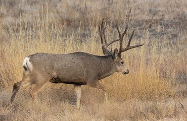 Buck Mule Deer in the Rut in Colorado in Autumn