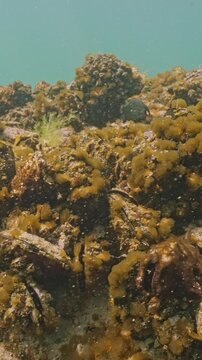 Colonial form of cyanobacteria (blue-green algae) covering mussels on rock reef sway in waters current. Coastal waters ecosystem. Underwater scene with microalgae colony covers shells of molluscs