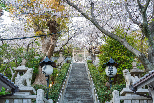 Kobe, Hyogo, Japan. Stone torii gate and steps leading to Kitano Tenman Shrine, with cherry blossoms blooming along the approach.