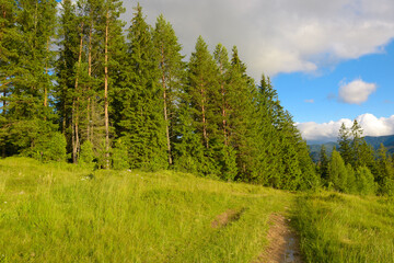 Bright Morning in the Carpathian Mountains Meadow
