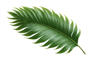 Fototapeta premium Tropical Jungle Leaf Isolated on White Background – Stock Illustration
