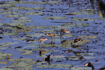 comb-crested jacana (Irediparra gallinacea) Queensland, Australia