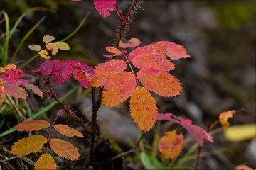 Fall Colors Pikes Peak
