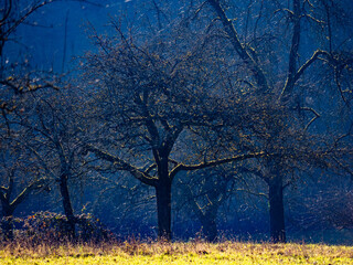 Baumgrundstück im Spätherbst