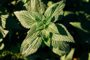 A lush bush of wild nettles. Serrated leaves. Medicinal herb, alternative medicine, phytotherapy.
