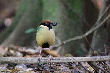 noisy pitta (Pitta versicolor) Queensland, Australia
