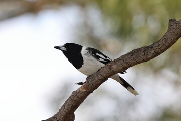 Pied Butcherbird (Cracticus nigrogularis) Queensland, Australia