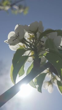 Vertical footage, Bottom view of white flowers on blooming Common pear, Pyrus communis against spring blue sky and bright sun, backlit, сlose-up