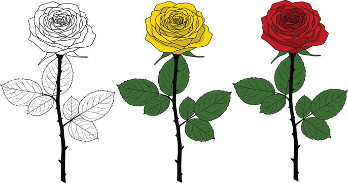 Set of three long stemmed roses featuring a black and white line art outline a yellow rose and a red rose isolated on white