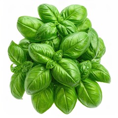 Vibrant green basil leaves, freshly harvested, arranged in a lush cluster