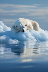 Tranquil polar bear resting on iceberg in arctic waters