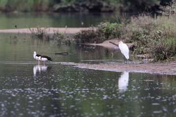 radjah shelduck (Radjah radjah)  Queensland, Australia