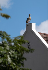 Wild duck standing on a white chimney of a residential building under a clear blue sky. Unusual...
