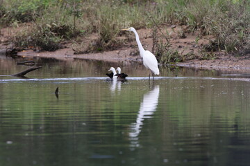 radjah shelduck (Radjah radjah)  Queensland, Australia