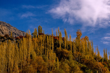 View of autumnal trees with golden foliage climbing towards a bright blue sky dotted with white clouds, against a backdrop of rugged mountains, Hunza, Gilgit Baltistan, Pakistan.