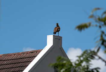 Wild duck standing on a white chimney of a residential building under a clear blue sky. Unusual bird behavior in an urban environment.