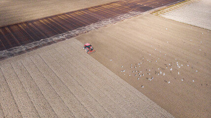 Aerial view of a lone red tractor working the fields, stirring up earth and attracting a flock of white birds in a tranquil rural setting, Agriculture, North Holland, Netherlands.