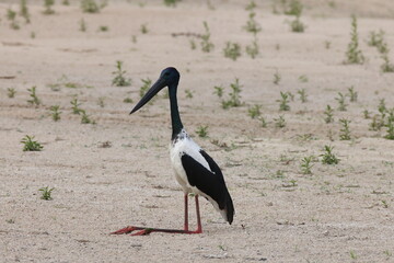 black-necked stork (Ephippiorhynchus asiaticus) Queensland , Australia