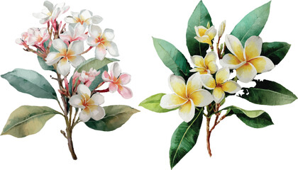 bouquet of flowers isolated