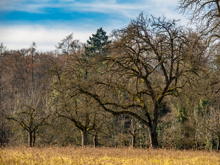 Baumgrundstück im Spätherbst