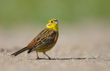 Fototapeta premium Yellowhammer - male in summer