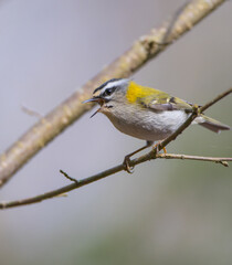 Fototapeta premium Common Firecrest - male bird at a wet forest in spring