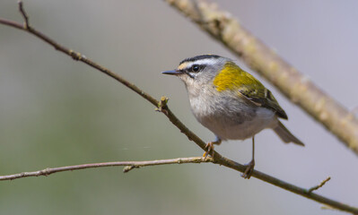 Fototapeta premium Common Firecrest - male bird at a wet forest in spring
