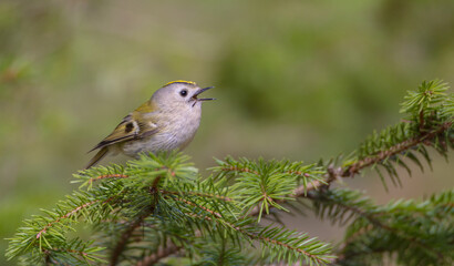 Fototapeta premium Goldcrest - male bird at forest in spring