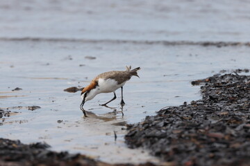red-capped plover (Anarhynchus ruficapillus)  Queensland, Australia