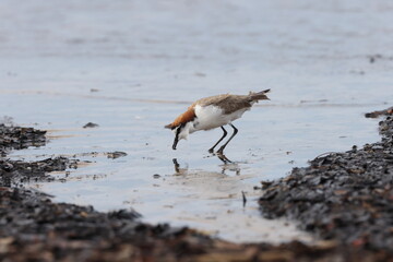 red-capped plover (Anarhynchus ruficapillus)  Queensland, Australia