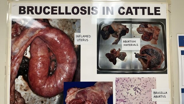 Veterinary pathology display showing inflamed uterus and abortion materials from cattle with brucellosis and microscopic view of brucella abortus bacteria